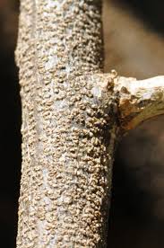 Image result for Maerua cafra