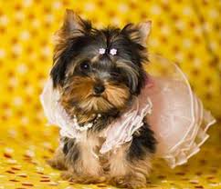 Yorkshire terriers are excellent watch dogs because they will alert their master of anything amiss in the ridgewood kennels has been placing yorkie puppies for sale in pa, ny, nj, de, md, ri, and. My Itty Bitty Yorkies My Itty Bitty Yorkies