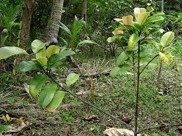 Image result for Garcinia acutifolia