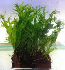 Setelah cabai berusia 4 minggu, pindahkan bibit tersebut di lahan yang sudah disiapkan. Http Rcaquaticgresik Blogspot Com 2015 02 Tanaman Windelov Java Fern Microsorum Html