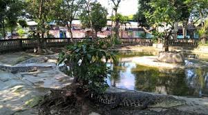 Kebaikan ini muncul berkat aloe akan tetapi, penting untuk mengetahui cara menggunakan lidah buaya untuk rambut dengan aman. Taman Buaya Indonesia Jaya Penangkaran Buaya Terbesar Di Asia Backpacker Jakarta