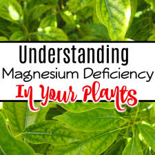 In this article, we look at the symptoms and implications of magnesium early symptoms of magnesium deficiency can include nausea and vomiting, loss of appetite, tiredness, and weakness. Understanding Magnesium Deficiency In Plants