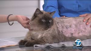 Photos and details of the pets available or adoption are submitted by rescue organizations all over the country. Pasadena Humane Society Will Put Portly 29 Pound Cat Chubbs Up For Adoption Abc7 Los Angeles