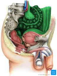 The location of the kidneys. Peritoneum And Peritoneal Cavity Anatomy And Function Kenhub