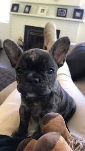 Brindle Black And Brown French Bulldog Frenchie Brindle French Bulldog Bulldog Puppies French Bulldog Puppies