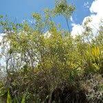 Image result for Agarista salicifolia