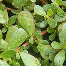 Check spelling or type a new query. Amazon Com Portulaca Plants