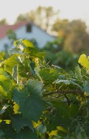 Class of 1994 Decatur Central Class Reunion