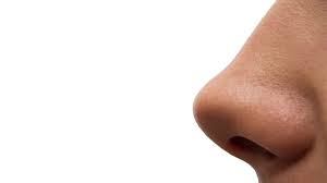 The shape of a nose is determined by its nasal bones and its nasal cartilages which also includes the septal cartilage (separates the nostrils) and the upper and the lower lateral cartilages. Five Genes That Give Your Nose Its Shape Science Aaas
