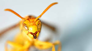 Work In Progress From Ants To Zika Scientists Photograph Their Research In Pictures Science Gallery Photo Contest Photo