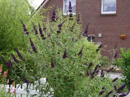 Seine blüten in rot, weiß oder blau sind ein echter hingucker und ziehen insekten und. Sommerflieder Schmetterlingsstrauch Black Knight Buddleja Davidii Black Knight Baumschule Horstmann