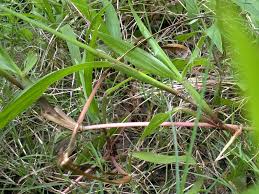 Image result for Paspalum conjugatum