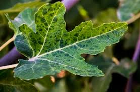 The goal of my research is to identify as well as learn about the structure and function of the cauliflower mosaic virus. Sanitary Selection Of Four Virus Tested Fig Ficus Carica L Cultivars In Morocco Moroccan Journal Of Agricultural Sciences