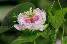 Image result for Passifloraceae