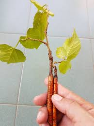 Sementara akar sebagai perlambang yang buruk karena kotor dan kekuatannya jauh di bawah rotan. Tiada Rotan Akar Pun Berguna Sanx Xox