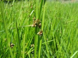 Image result for Schoenoplectiella mucronata