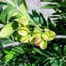 Image result for Combretum erythrophyllum