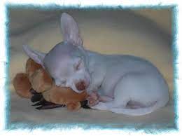 Snuggling With His Toy Chihuahua Puppies Newborn Puppies Cute Chihuahua
