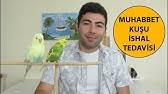 Muhabbet Kusu Halsizlik Nedenleri Ve Tedavisi Youtube