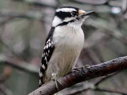 Woodpecker is one of the most interesting types of birds. Maryland Woodpeckers Pictures And Information
