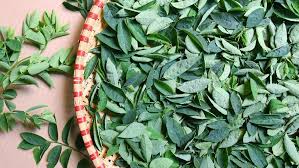 Maybe you would like to learn more about one of these? Manfaat Daun Katuk Untuk Ibu Menyusui
