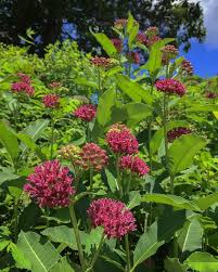 Purple Milkweed Asclepias Purpurascens Grow Milkweed Plants Milkweed Plant Pollinator Garden Milkweed