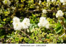 Image result for Hamamelidaceae