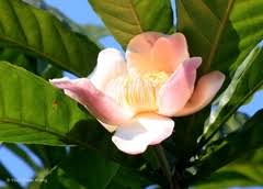 Image result for Manniella gustavi