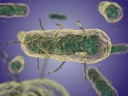 Maybe you would like to learn more about one of these? Yersinia Pestis Pathogenesis Microbewiki