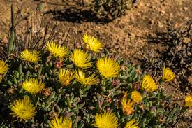 Image result for Lampranthus spp.