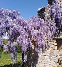 Magnifique Glycine Chez Pierre Prof D Immersion En Francais Dans Le Sud Ouest De La France Dans Le Tarn Et Garon Immersion En Francais Tarn Et Garonne France