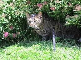 You may already have a fence and are finding it to be no help in keeping cats away from plants. Outdoor Cats Driving Your Indoor Cat Crazy Okaw Veterinary Clinic