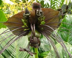 Maybe you would like to learn more about one of these? Black Bat Flower Tacca Chantrieri Plants Candide Gardening