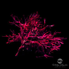 Image result for Polystachya macropoda