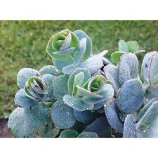 Have you been keeping a lovely specimen of marnier's kalanchoe. Marnier S Kalanchoe Plant Kalanchoe Marnieriana 3 Pot Easy Succulent Walmart Com Walmart Com