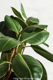 Rubber Plant Care Guide Learn How To Grow Ficus Elastica Rubber Plant Rubber Plant Care Ficus Elastica