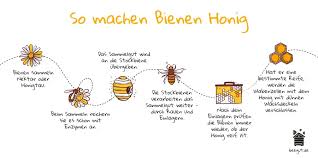 Wie Entsteht Honig So Wird Er Gemacht Einfach Erklart Im Beegut Blog In 2020 Bienen Insekten Fur Kinder Honig