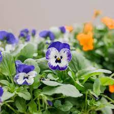 Buy online, many varieties & colours available. Violas Plant Care Growing Guide