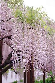 Pin On Flowers And Gardens