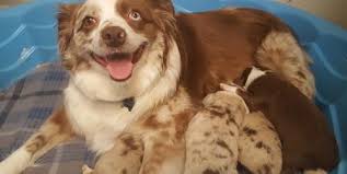 What is the difference between adopting a dog, adopting a cat, adopting a kitten or adopting a puppy versus getting dogs for sale, cats for sale. Miniature Australian Shepherd Puppy For Sale Adoption Rescue For Sale In Austin Texas Classified Americanlisted Com