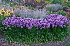 Allium Millenium Pair In Garden Google Search Allium Plants Companion Planting