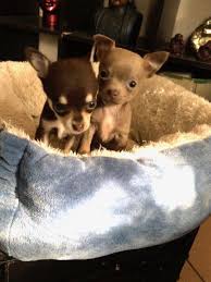 Doberman pinscher puppies for sale in florida select a breed. Teacup Chihuahua In Clearwater Florida Hoobly Classifieds Teacup Chihuahua Teacup Chihuahua For Sale Chihuahua For Sale