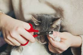 Cats that are outdoors more or use their. How To Trim Your Cat S Nails Painlessly Prettylitter