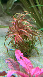 Image result for Blyxa