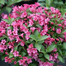 We did not find results for: Snippet Dark Pink Weigela Florida Proven Winners