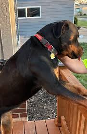 Our sweet pups have broken a picket off our fence and managed to get out  within the last hour. Please message me if found! Thank you so very much!  Near CVS and