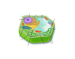They are round water filled sac that is the storage since a animal cell does not have a wall, the cell membrane forms a barrier between the cytoplasm and the enviroment. The Plant Cell Quiz