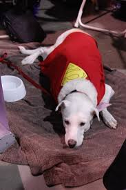 Awesomecosplay Pics Of The Day Krypto G33k Life Comic Book Superheroes Superman Art Superman Wonder Woman