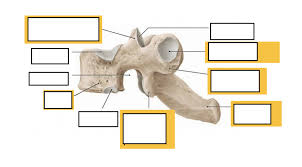 Each thoracic spinal nerve is named for the vertebra above it. Thoracic Vertebrae Labeling Diagram Quizlet