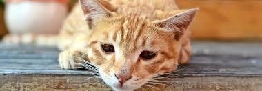 wenn katzen trauern tierwelt